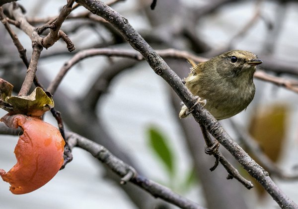 庭に来た野鳥