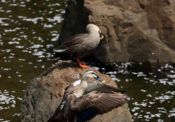目黒の野鳥
