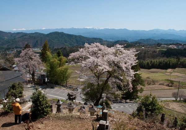 宗円寺の桜